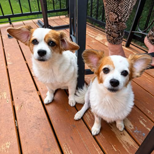 Susie & Summer - Papillon available for adoption at Before the Bridge in Winnipeg