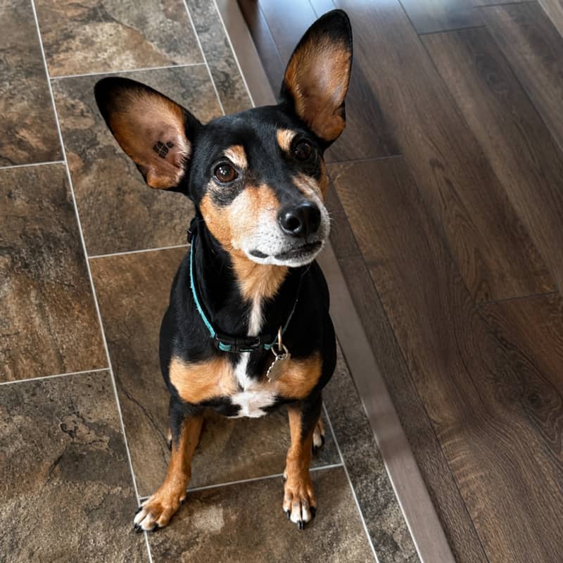 Bronco - Mixed Breed available for adoption at Before the Bridge in Winnipeg