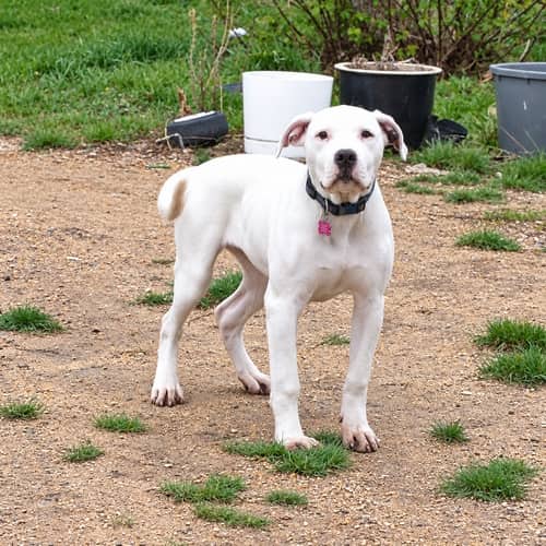 Fuschia - Mixed Breed available for adoption