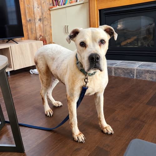 Fuschia - Mixed Breed available for adoption at Before the Bridge in Winnipeg