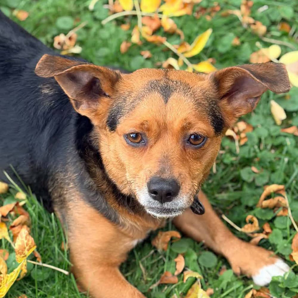 Boots - Beagle Mix available for adoption at Before the Bridge in Winnipeg