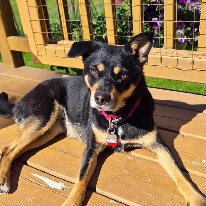 Millie - Mixed Breed available for adoption at Before the Bridge in Winnipeg