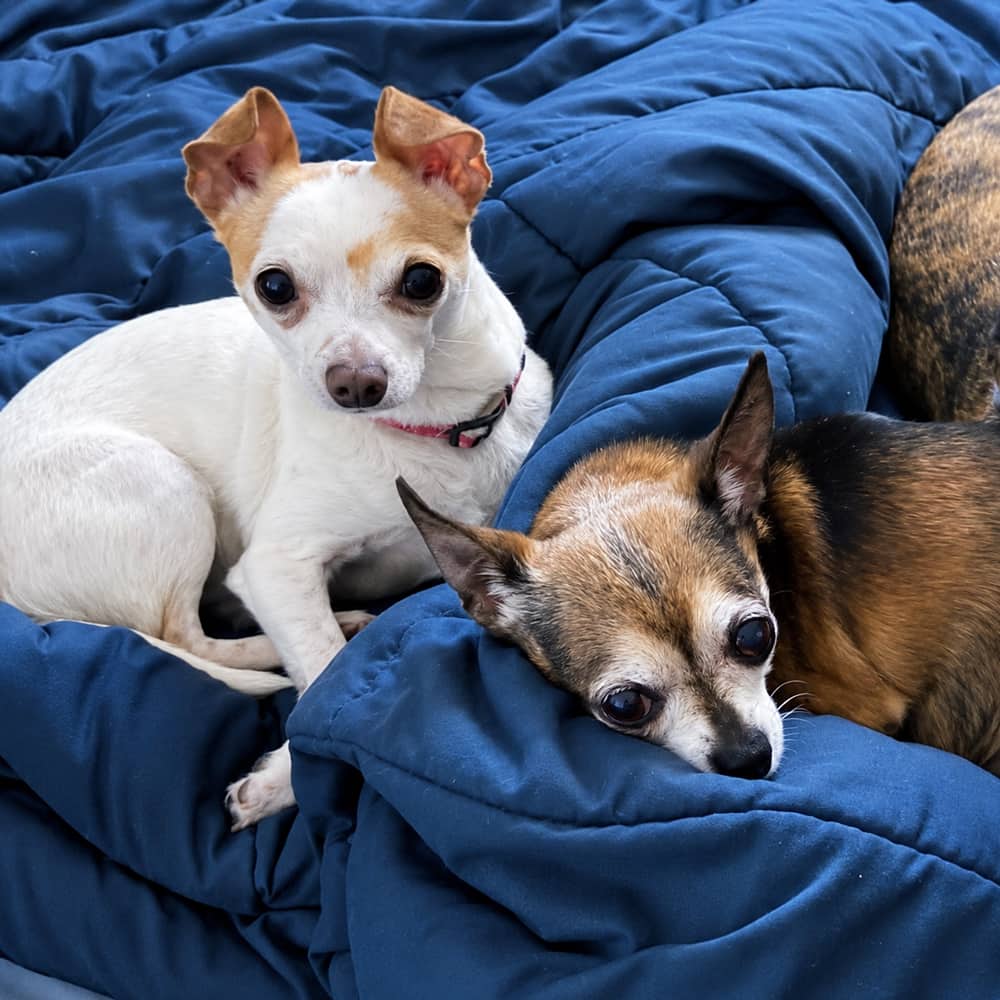 Tucker & Miss Roxy - Mixed Breed available for adoption at Before the Bridge in Winnipeg