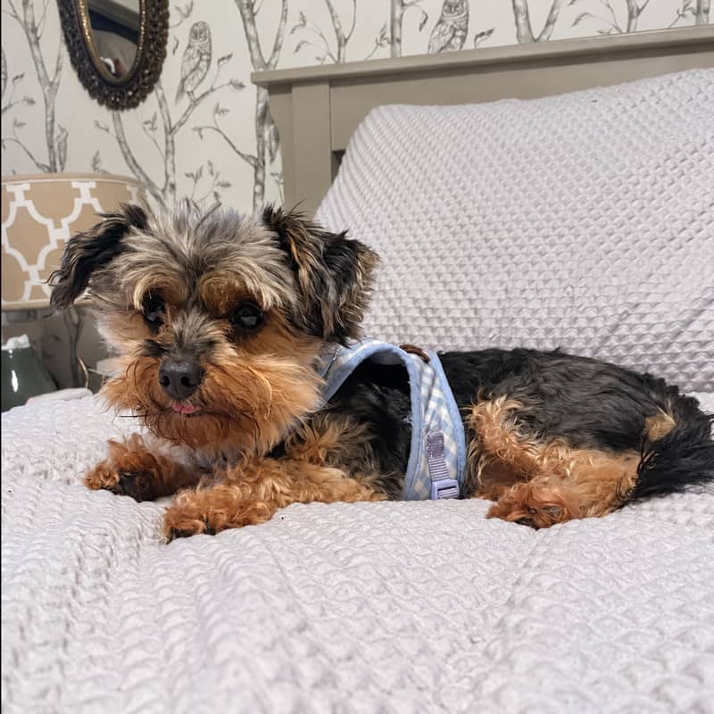 Bandit - Mixed Breed available for adoption at Before the Bridge in Winnipeg