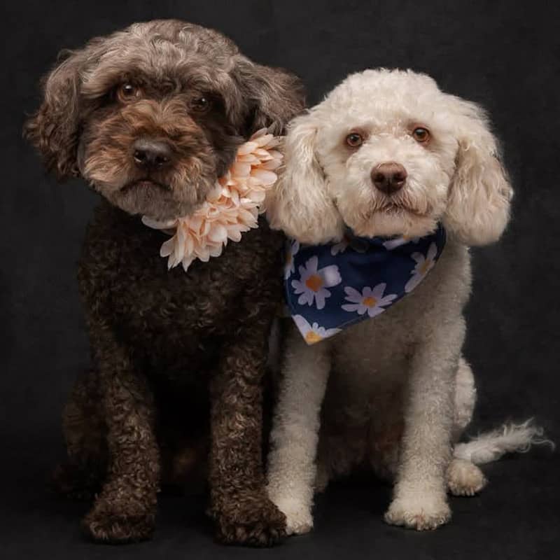 Lena & Lizzie - Mixed Breed available for adoption at Before the Bridge in Winnipeg