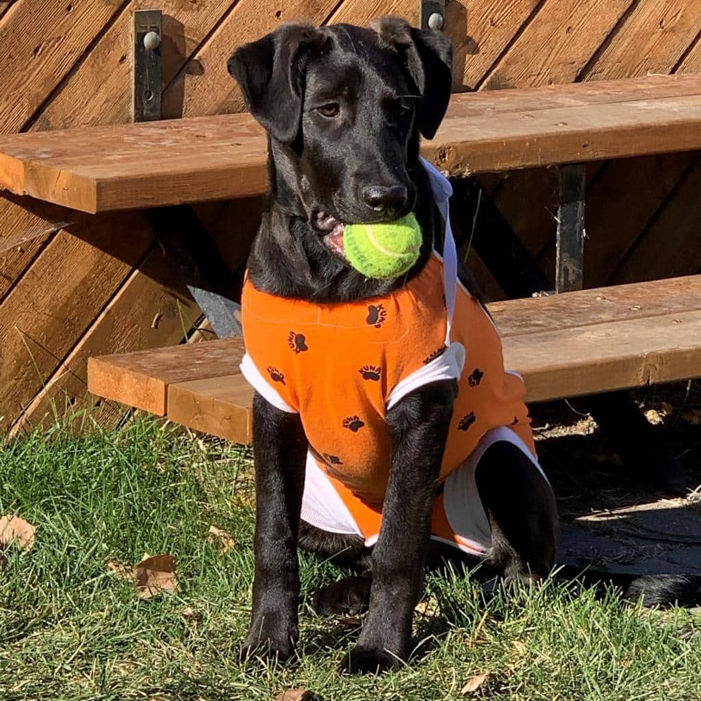 Stevie - SHEPHERD, GERMAN/RETRIEVER, BLACK LABRADOR available for adoption