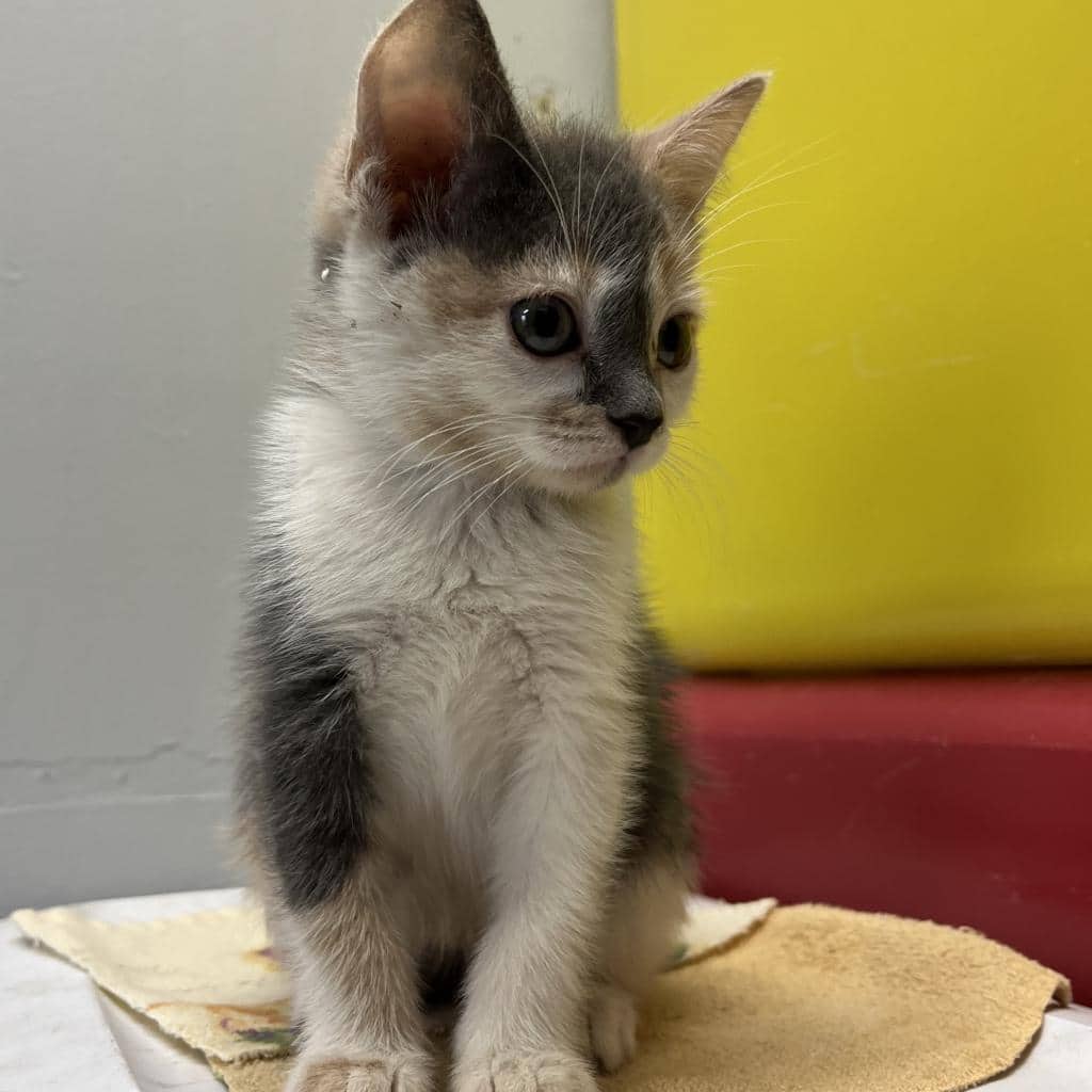 Molly - Domestic Shorthair available for adoption