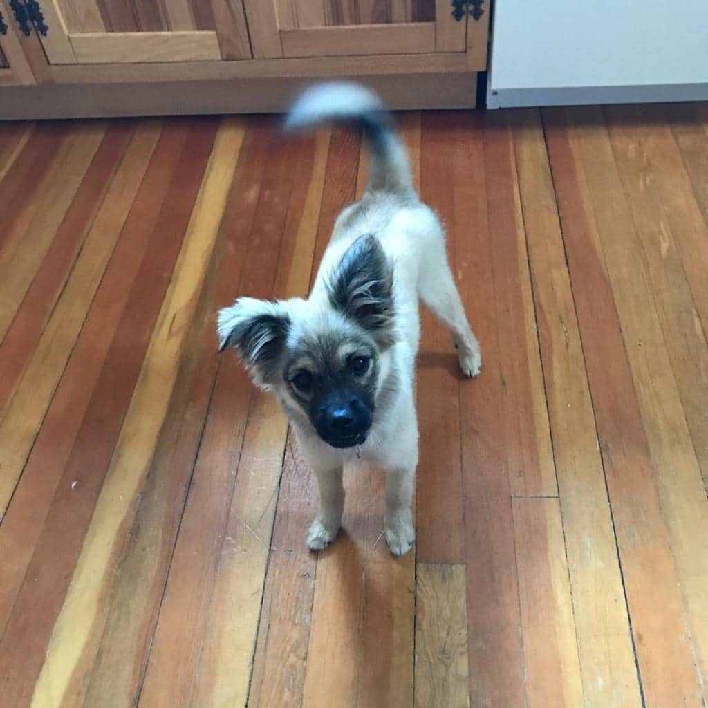 Phoebe - Sheepdog, Shetland / Mix available for adoption