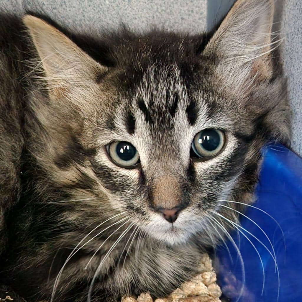 Trick - Domestic Longhair cat available for adoption at Battlefords Humane Society in North Battleford
