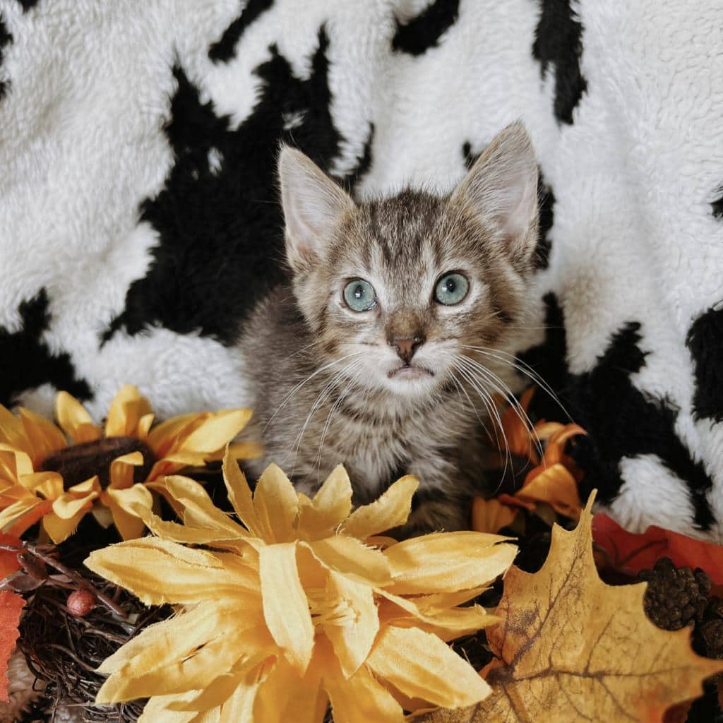 Walnut - Domestic Shorthair available for adoption
