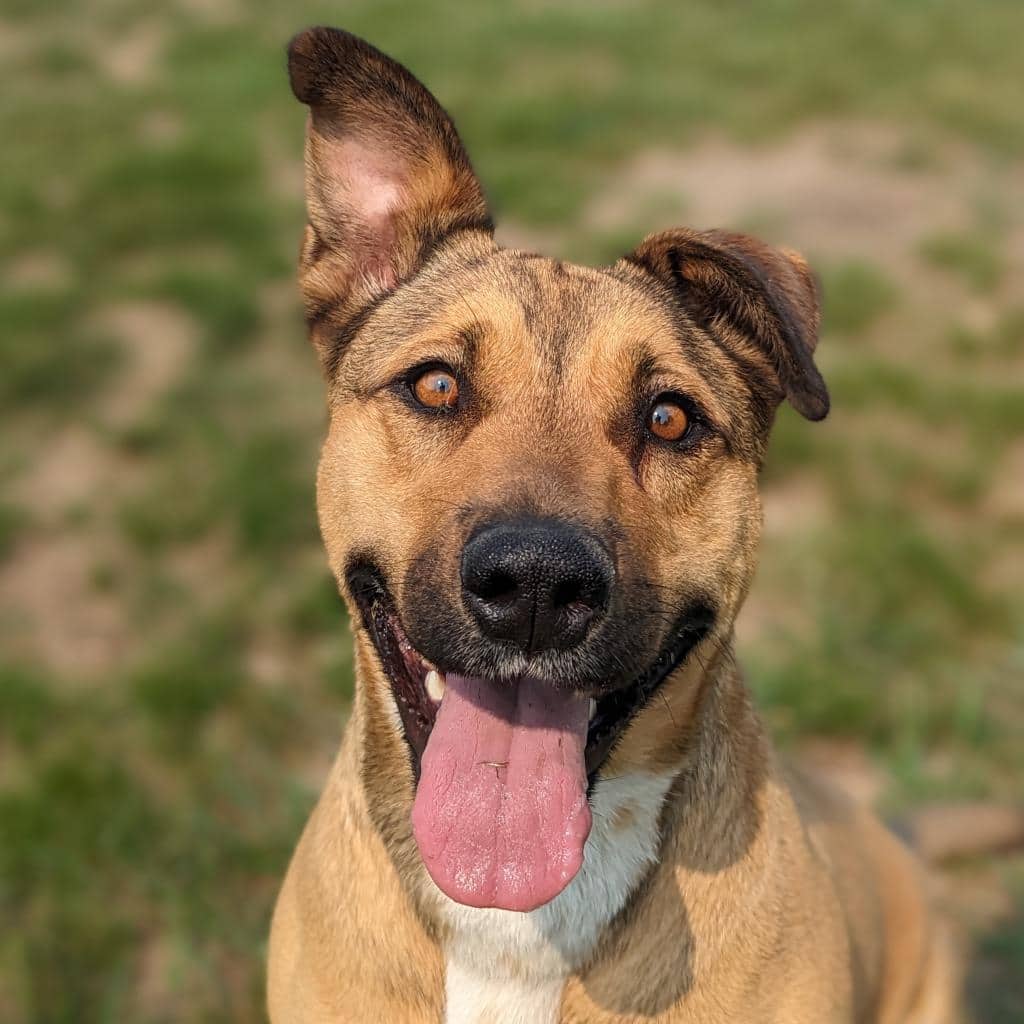 Ivy - MIXED BREED available for adoption at SCARS in Calgary (1 of 6)