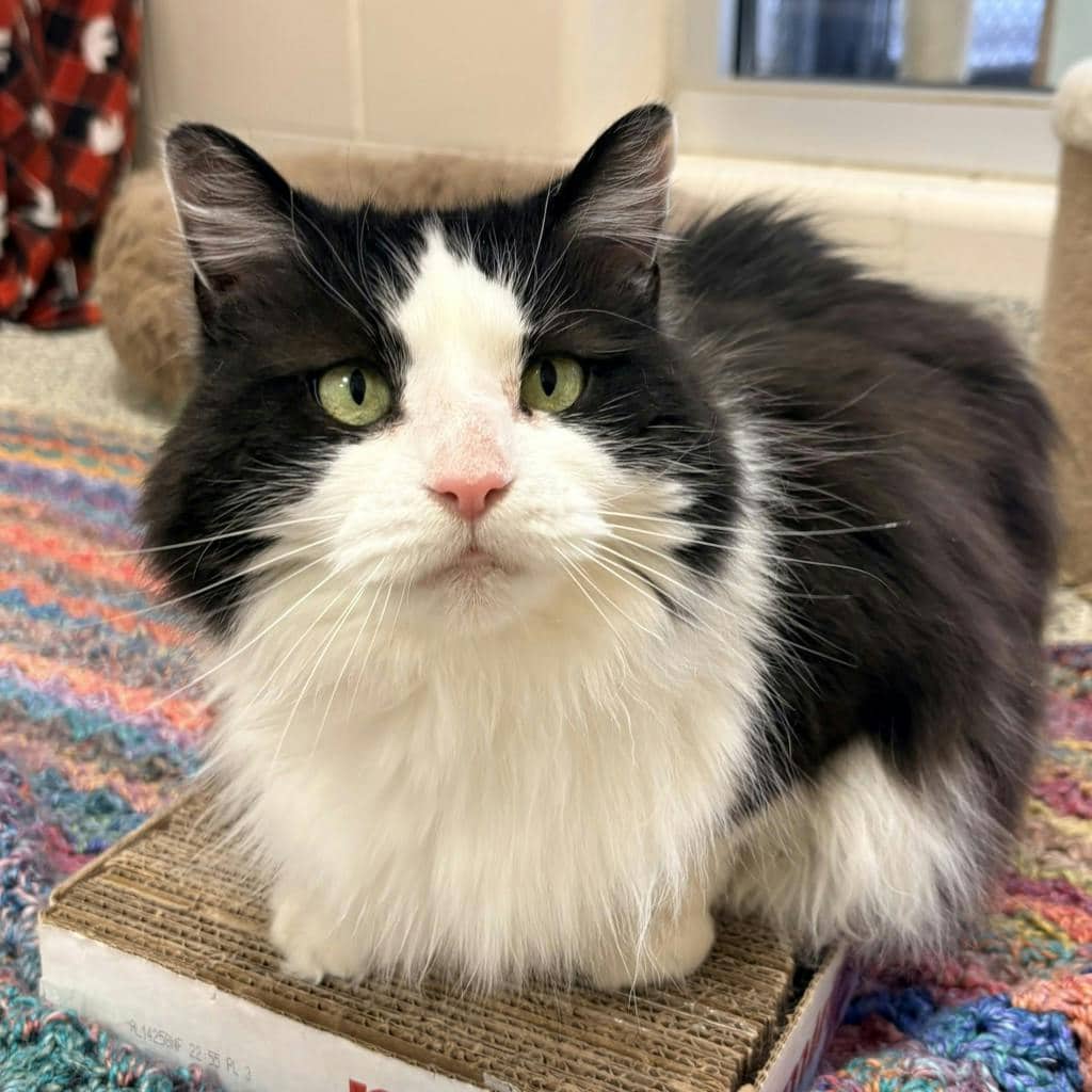 Bailey - Domestic Medium Hair available for adoption