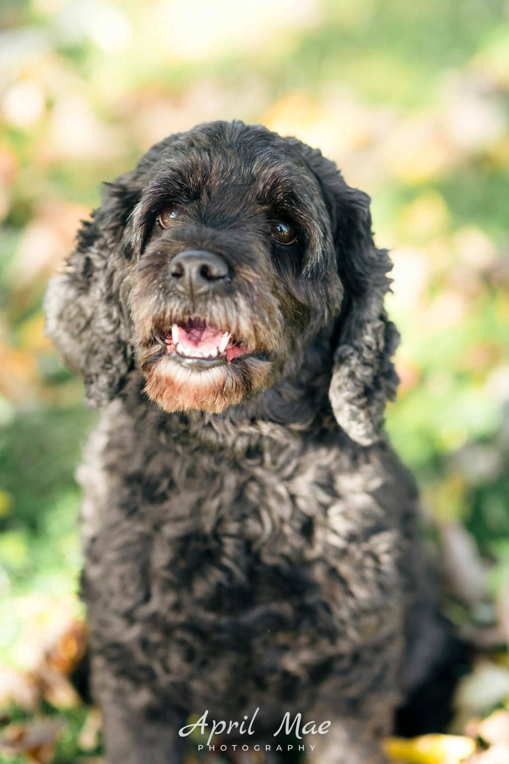 Mocha - Spaniel available for adoption at Ontario SPCA (Central Ontario) in Orangeville