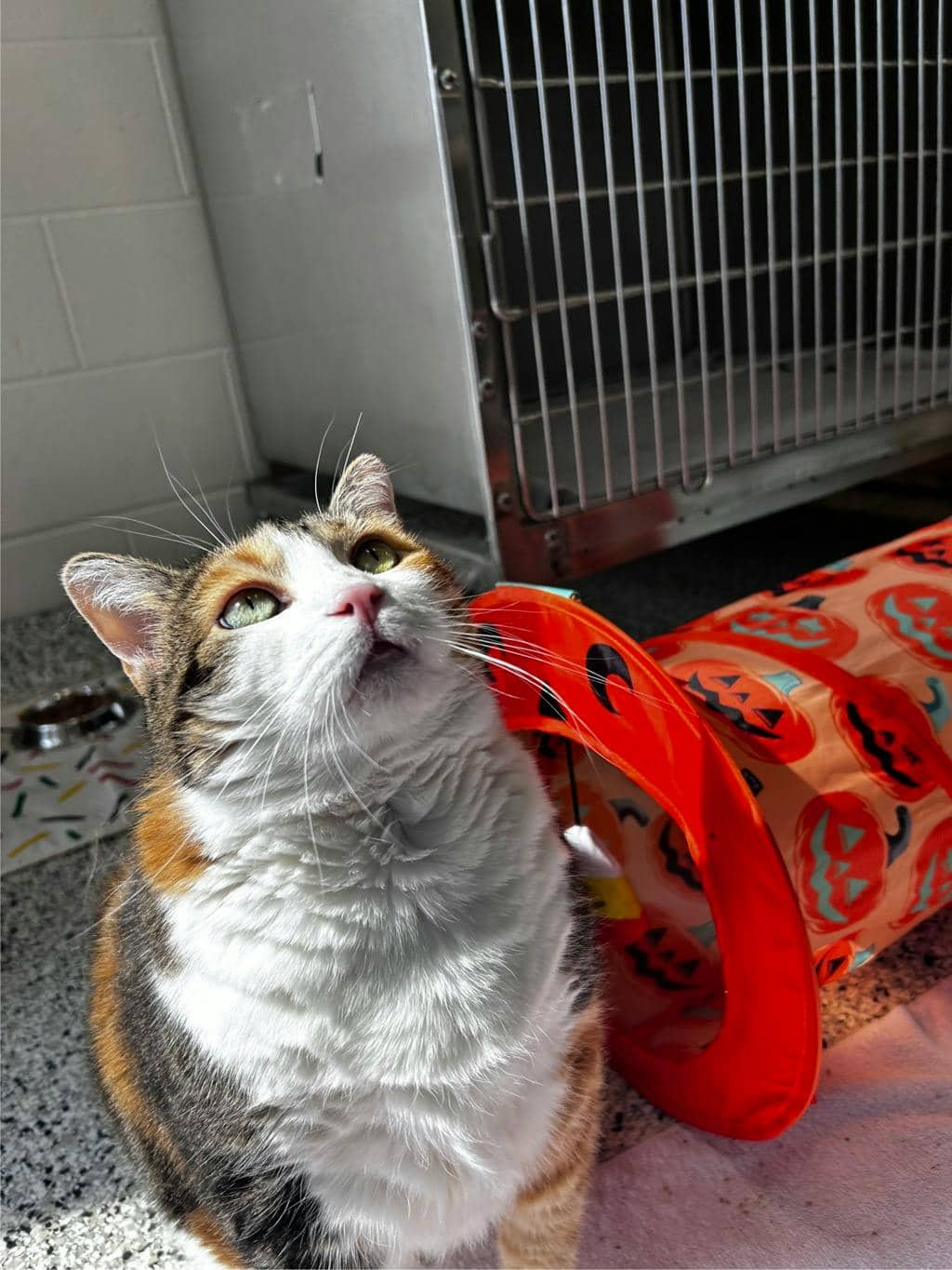 Pumpkin - Domestic Short Hair cat available for adoption in Calgary