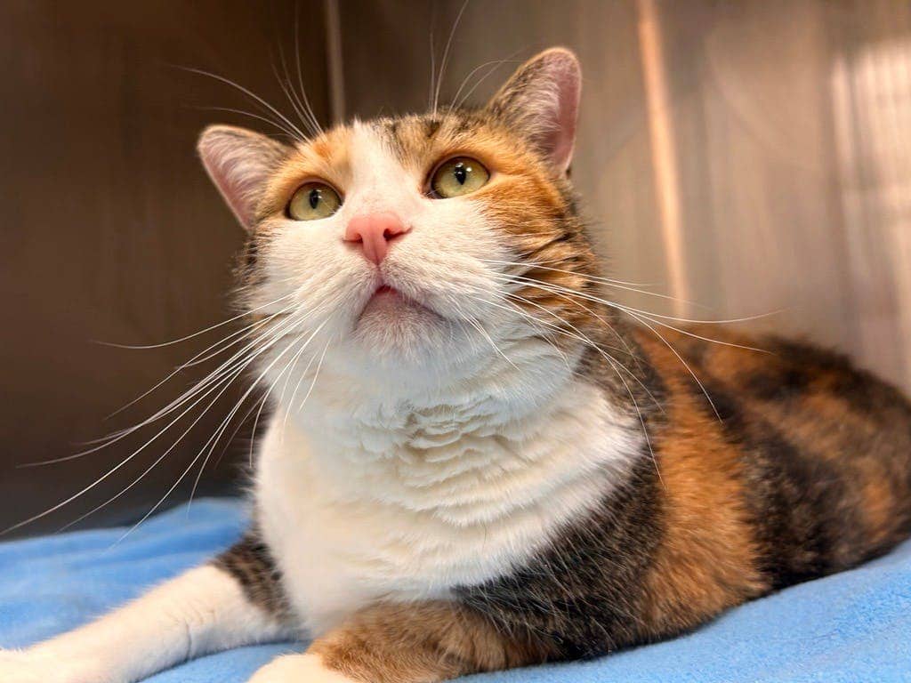 Pumpkin Spice - Domestic Short Hair cat available for adoption in Ontario