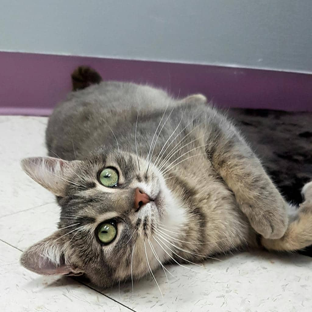 Juniper (PetSmart Cornwall) - Domestic Short Hair cat available for adoption at Ontario SPCA (Ottawa Area) in Cornwall