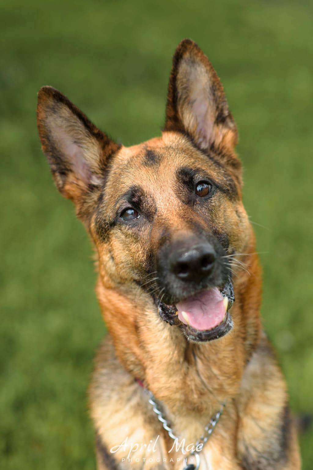 Athena - German Shepherd available for adoption
