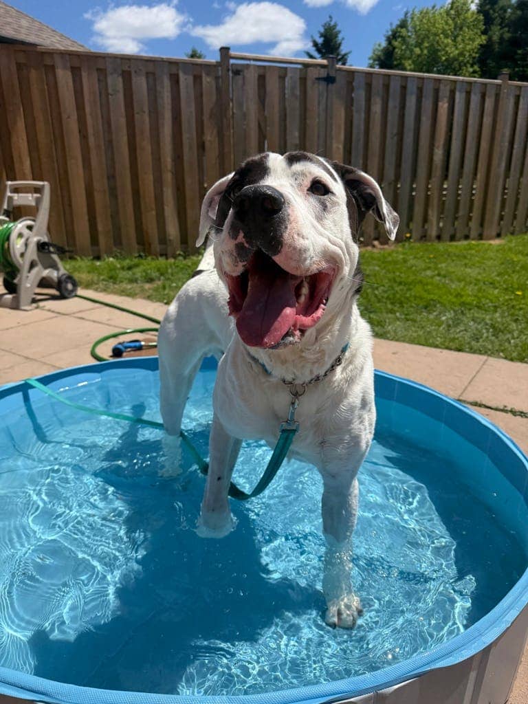 Thunder - American Bulldog available for adoption