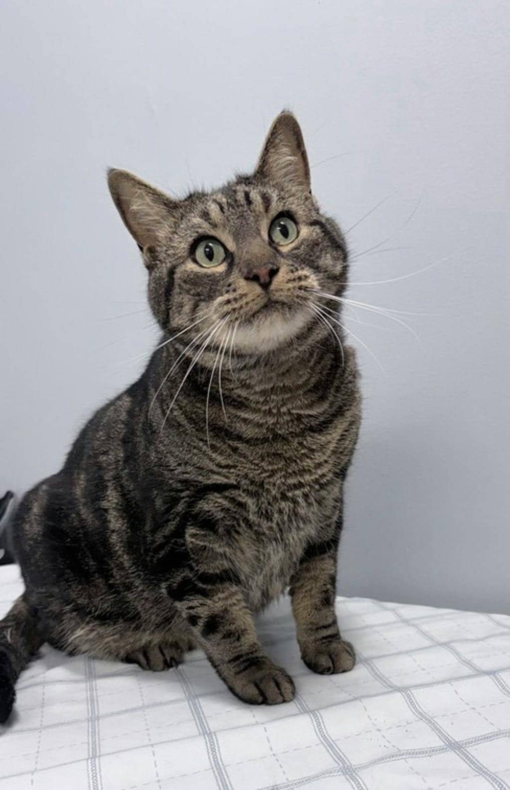 Saaya - Domestic Short Hair available for adoption