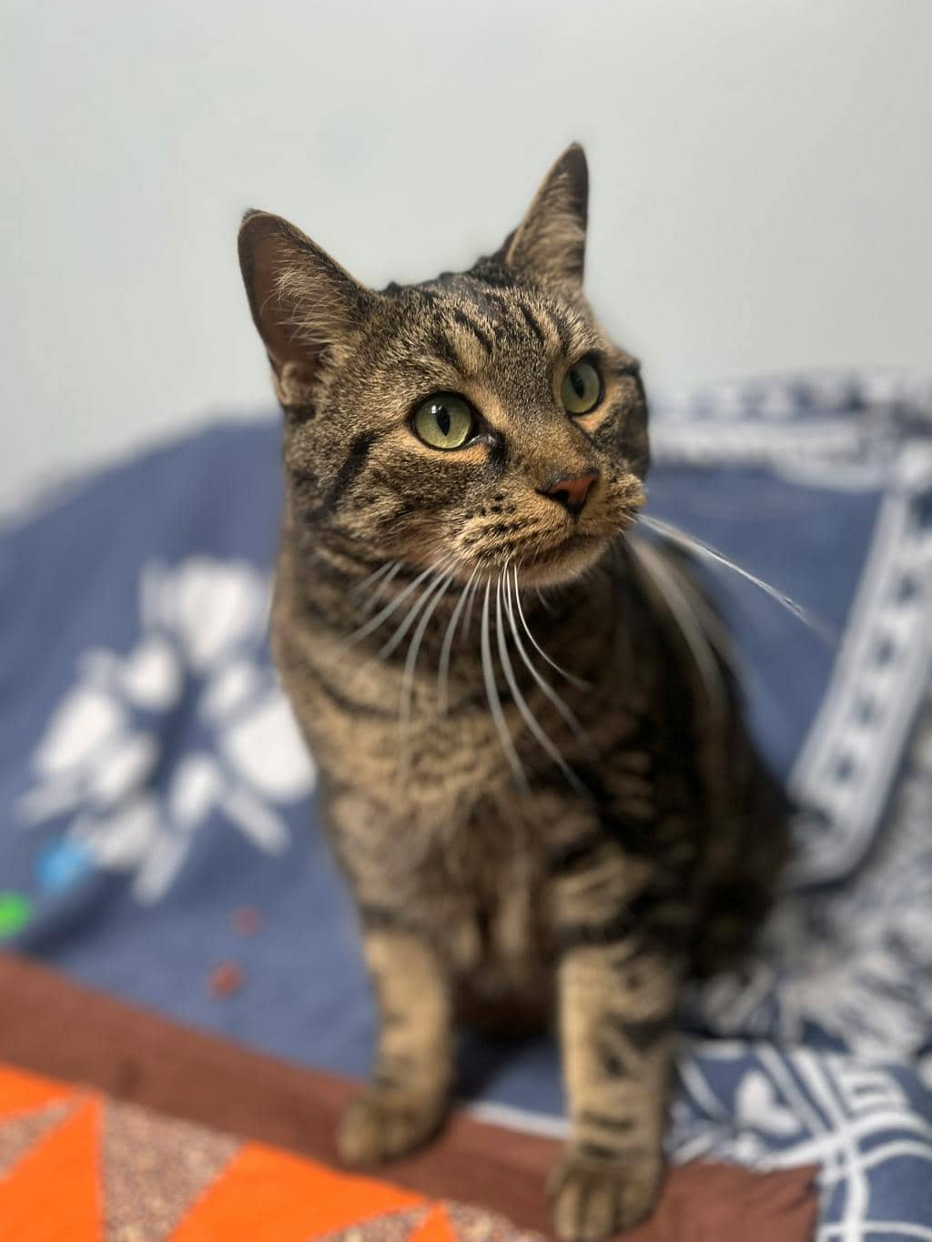 Saaya - Domestic Short Hair cat available for adoption at Ontario SPCA (Central Ontario) in Barrie
