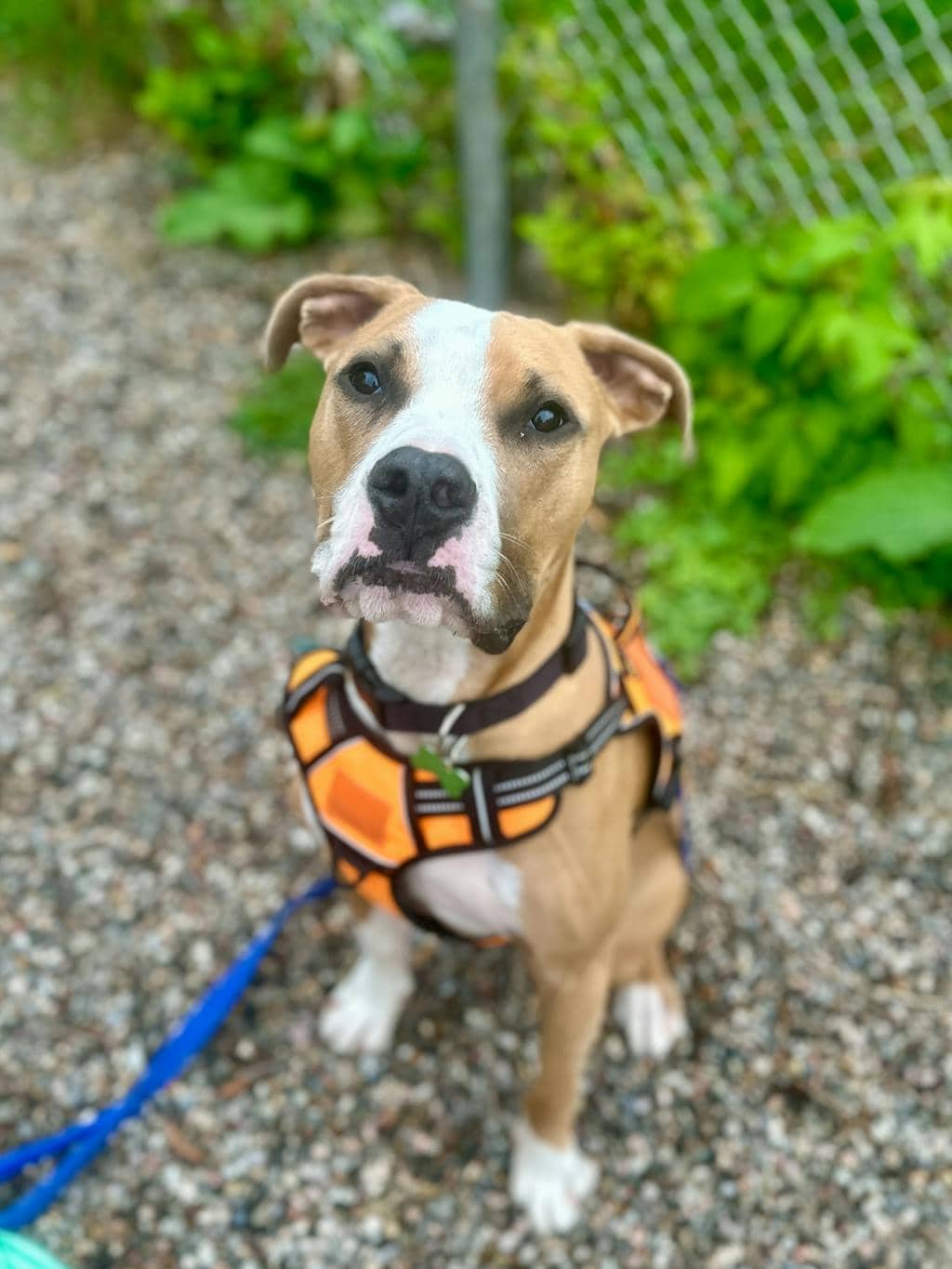 Brisket - American Bulldog available for adoption in Ontario