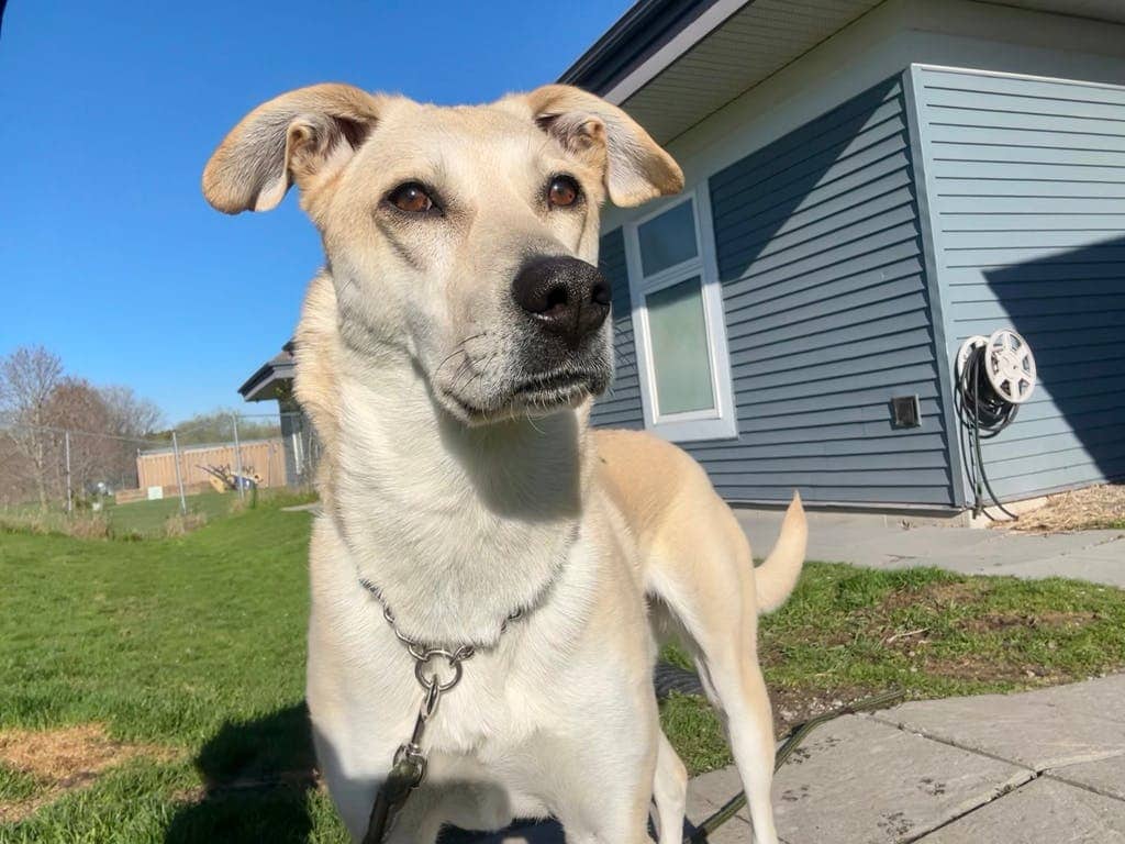 Juno - Mixed Breed, Medium (up to 44 lbs fully grown) available for adoption
