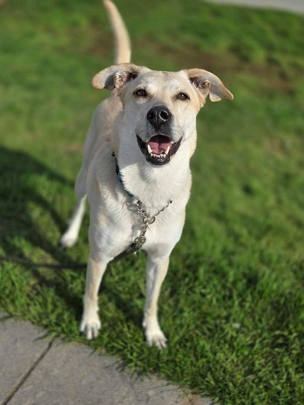 Juno - Mixed Breed available for adoption