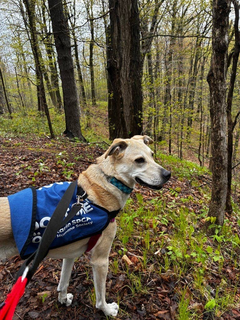 Juno - Mixed Breed, Medium (up to 44 lbs fully grown) available for adoption at Ontario SPCA (Toronto Area) in Toronto