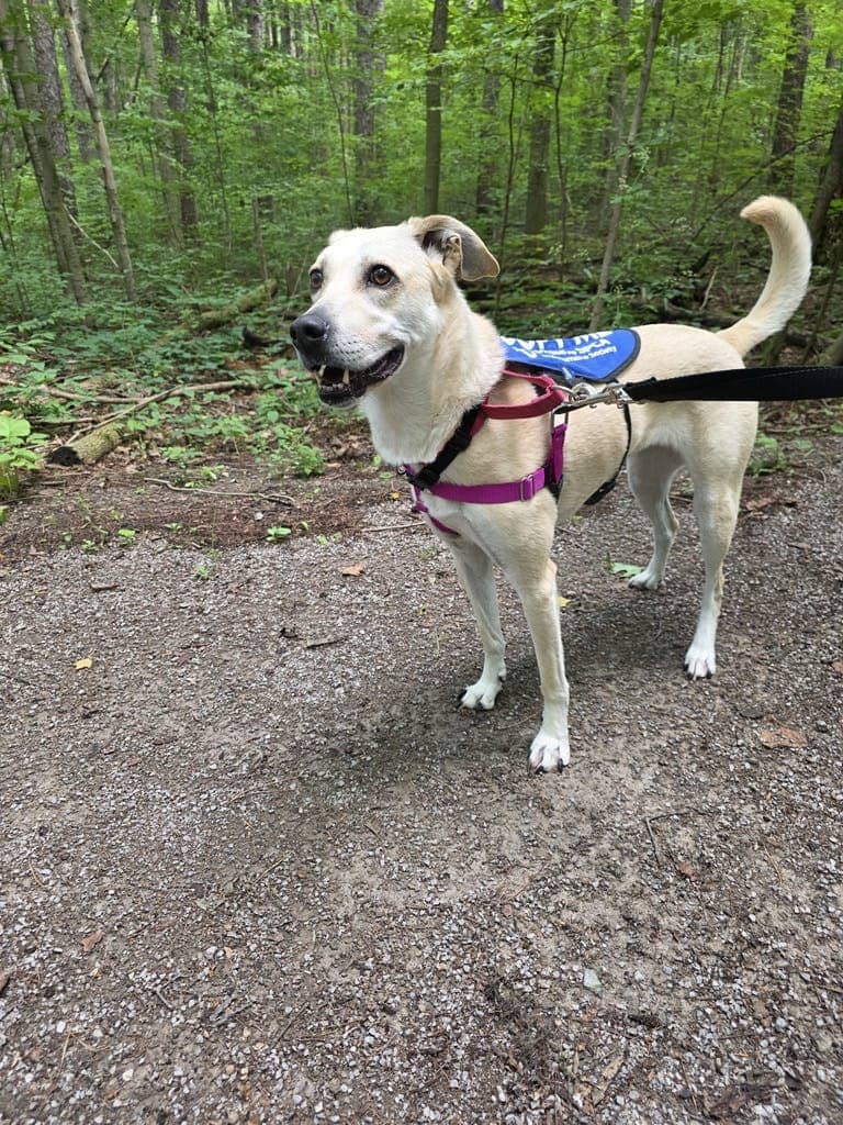 Juno - Mixed Breed available for adoption