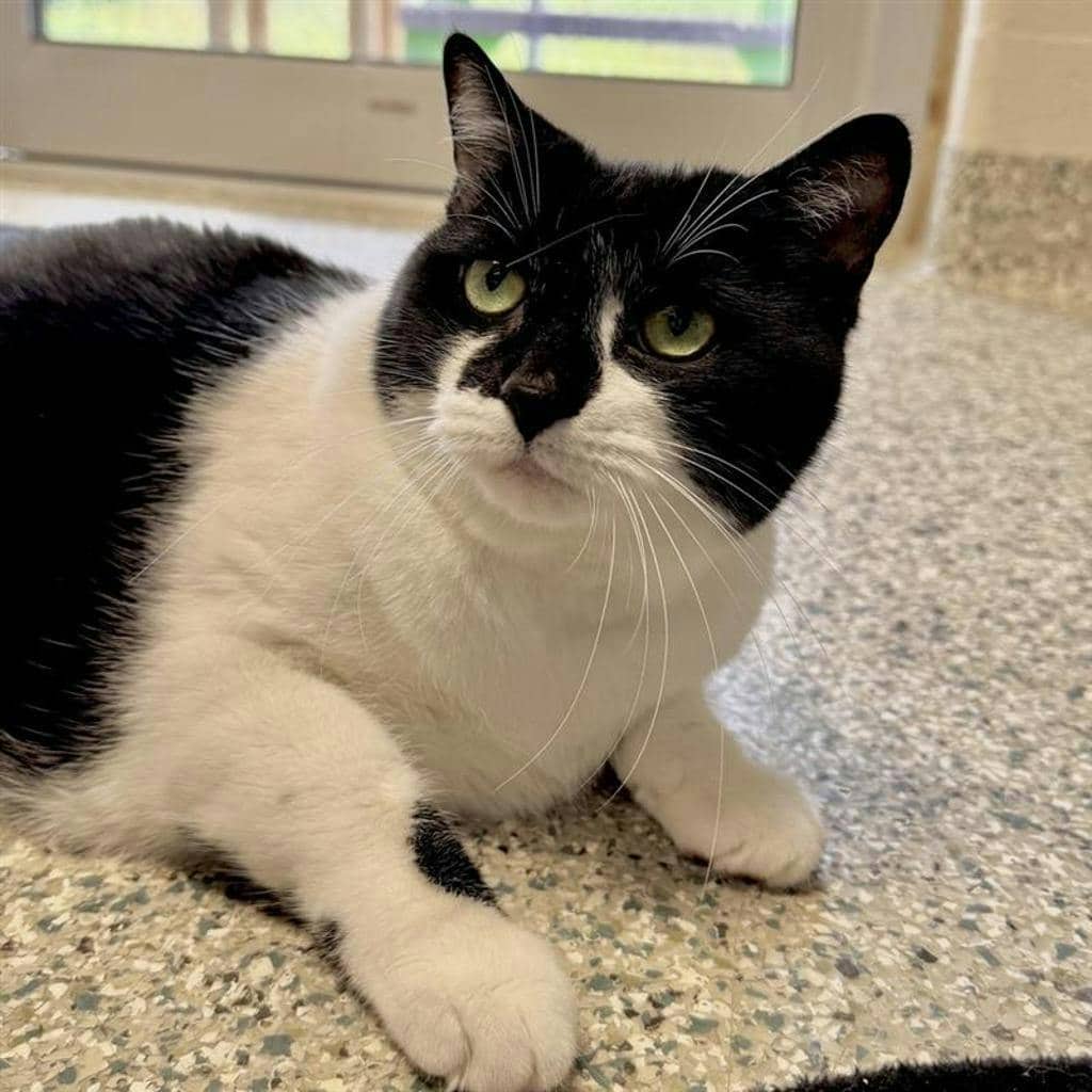 Coco - Domestic Short Hair available for adoption