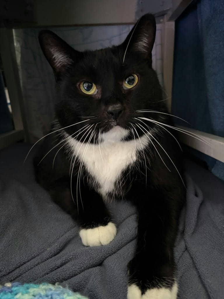 Goober - Domestic Short Hair cat available for adoption in Calgary