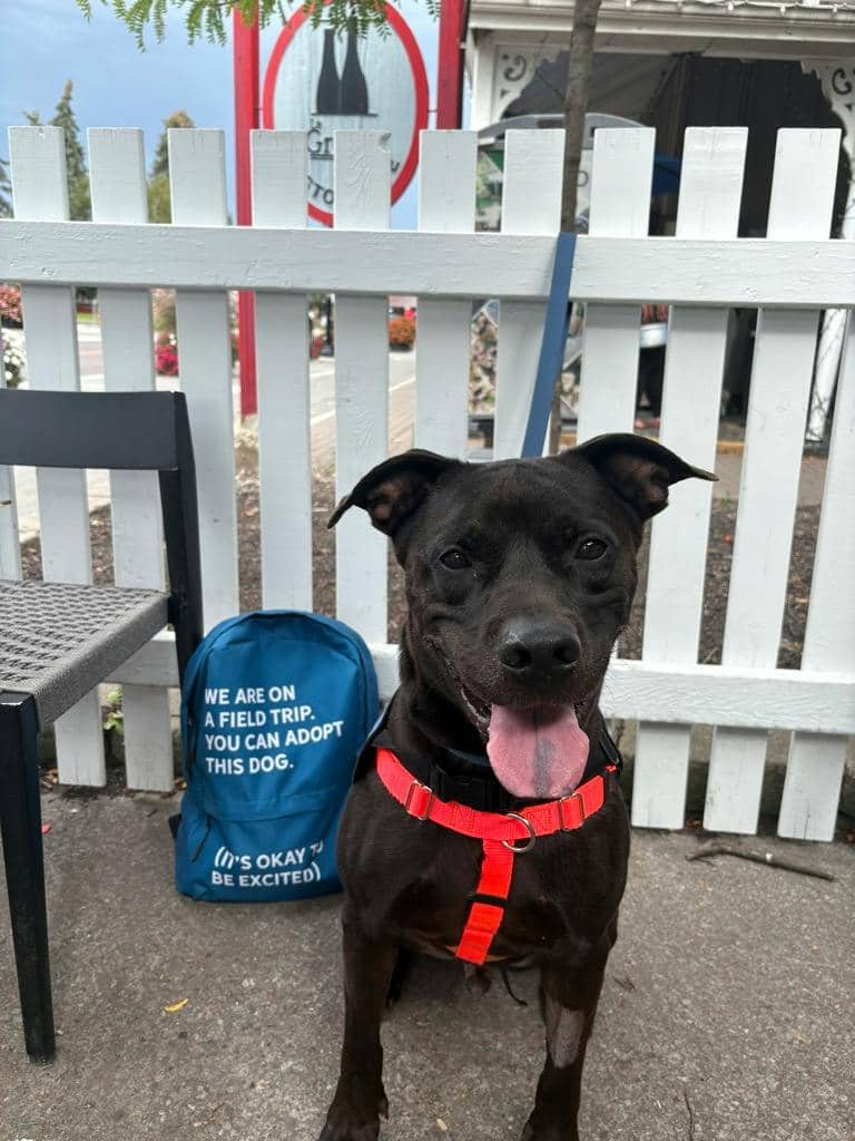 Norman - American Bulldog available for adoption
