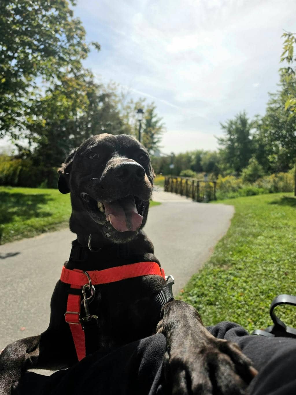 Norman (at Seneca King) - American Bulldog available for adoption at Ontario SPCA (Toronto Area) in Stouffville