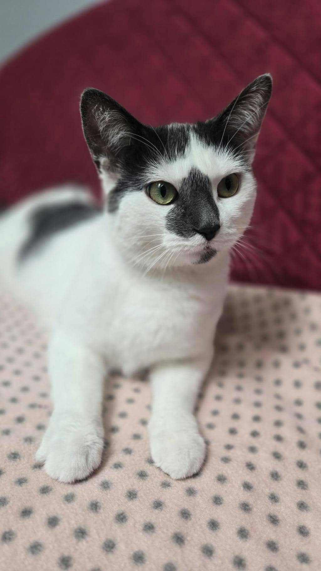 Beverly - Domestic Short Hair cat available for adoption at Ontario SPCA (Central Ontario) in Toronto