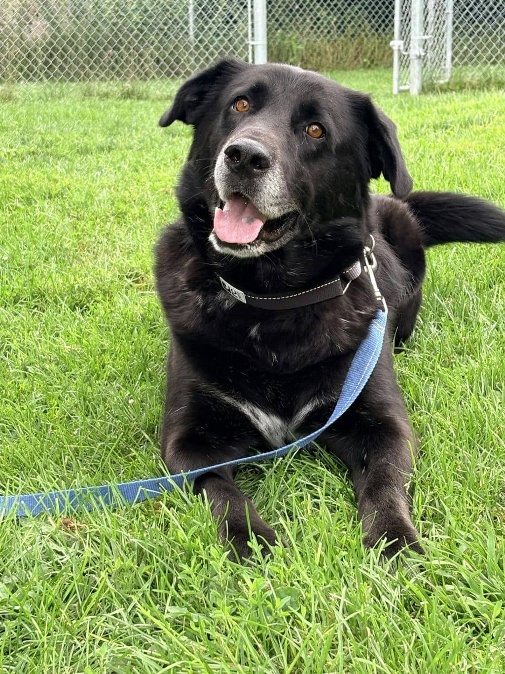 Bear - Labrador Retriever available for adoption