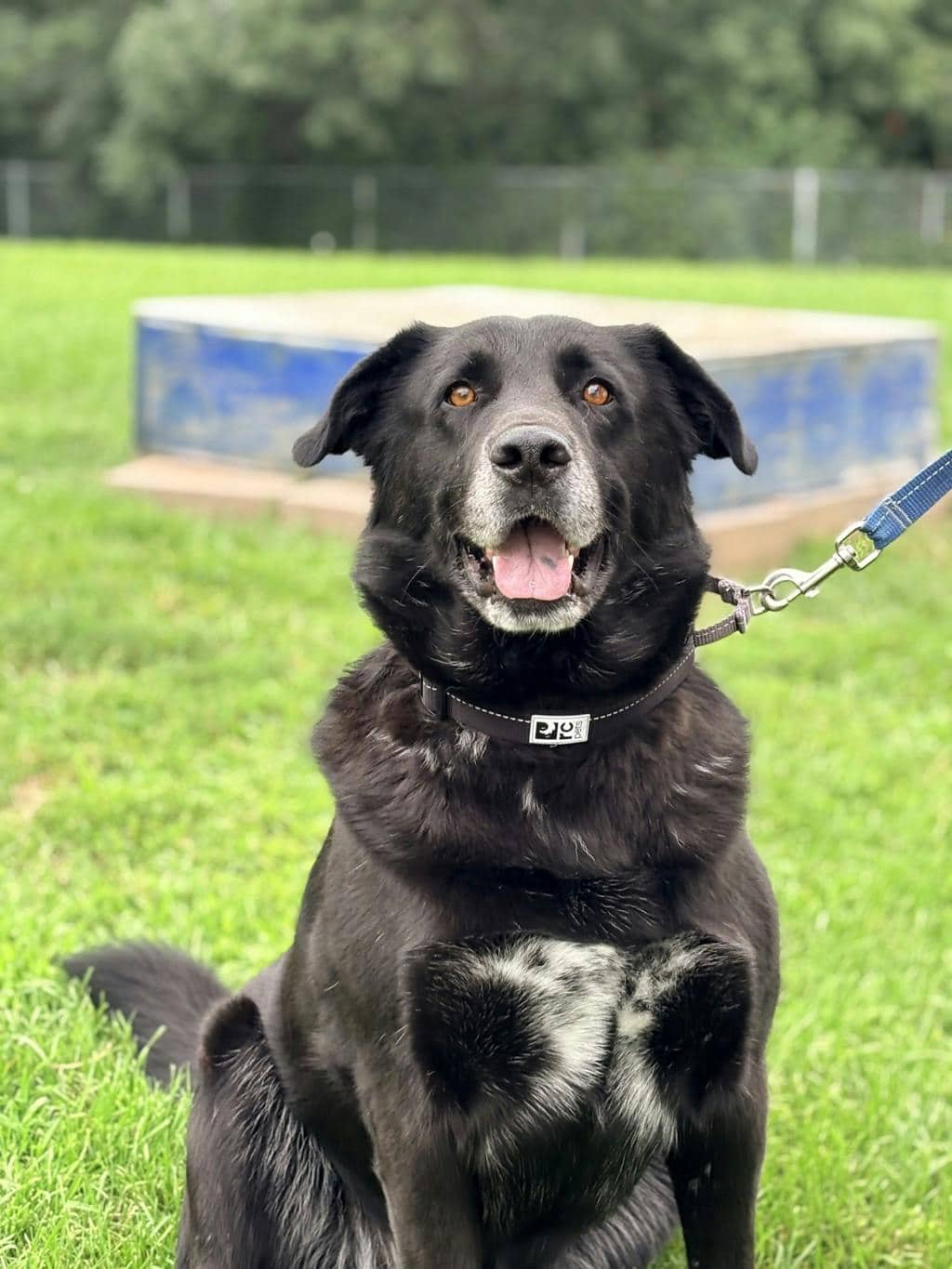 Bear - Labrador Retriever available for adoption