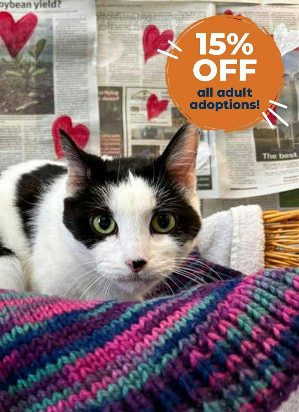 Aphrodite - Domestic Short Hair available for adoption