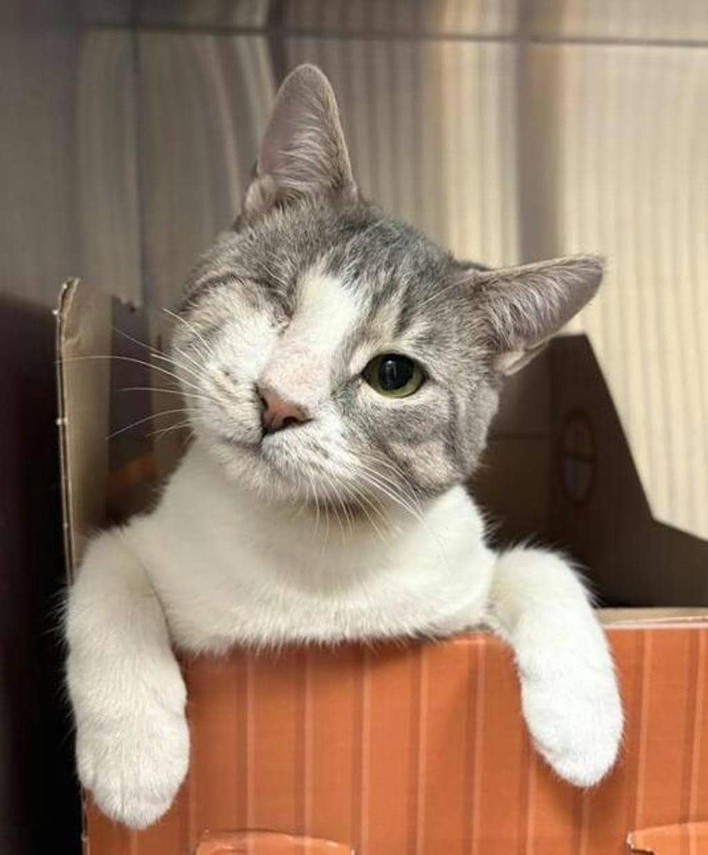 Jack - Domestic Short Hair available for adoption