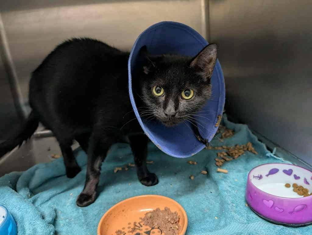 Pilot - Domestic Short Hair cat available for adoption at Ontario SPCA (Central Ontario) in Midland
