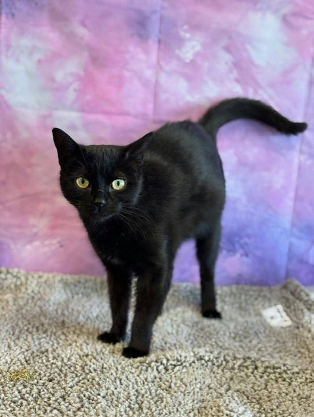 Rizey - Domestic Short Hair cat available for adoption at Ontario SPCA (Ottawa Area) in Cornwall