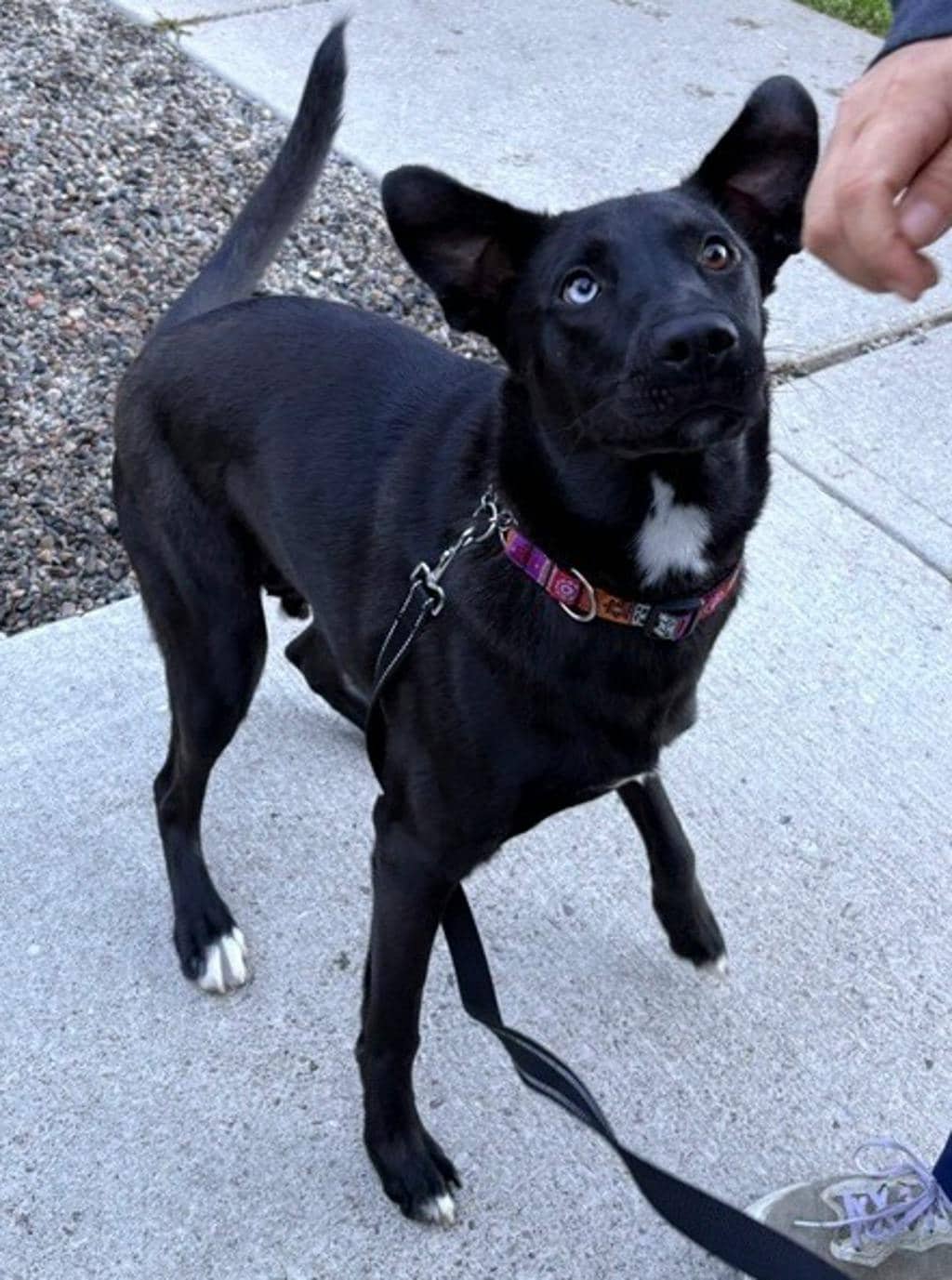 Atlas (was Milo) - German Shepherd available for adoption at Ontario SPCA (Central Ontario) in Bracebridge