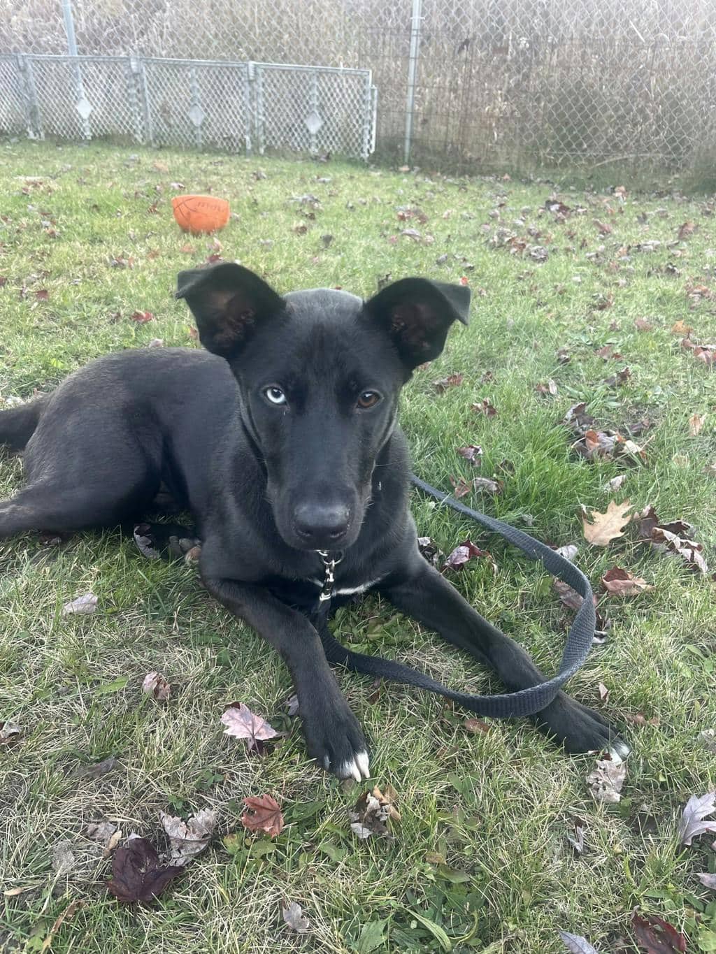 Atlas (was Milo) - German Shepherd available for adoption