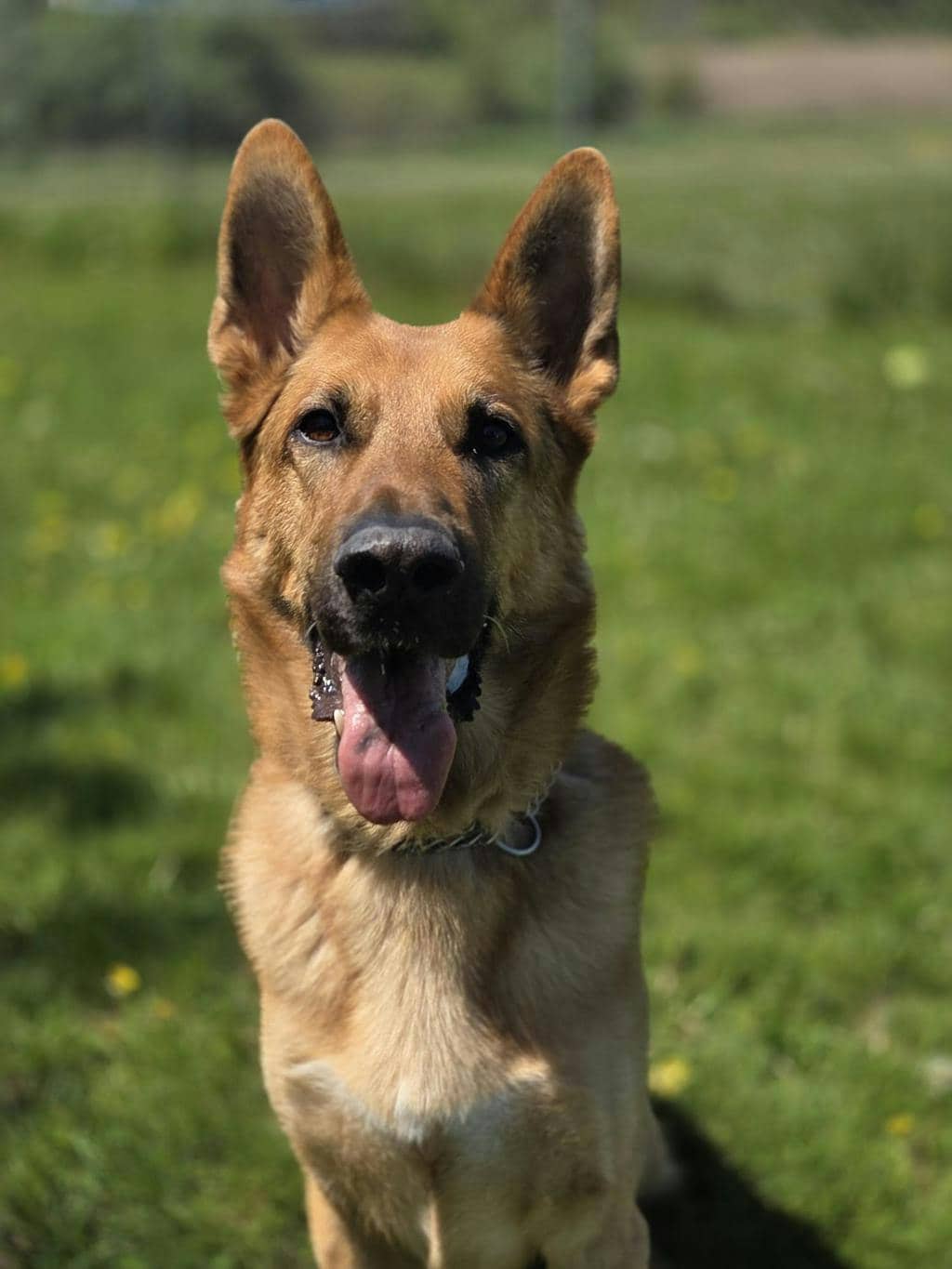 Scrappy Doo - German Shepherd, King available for adoption
