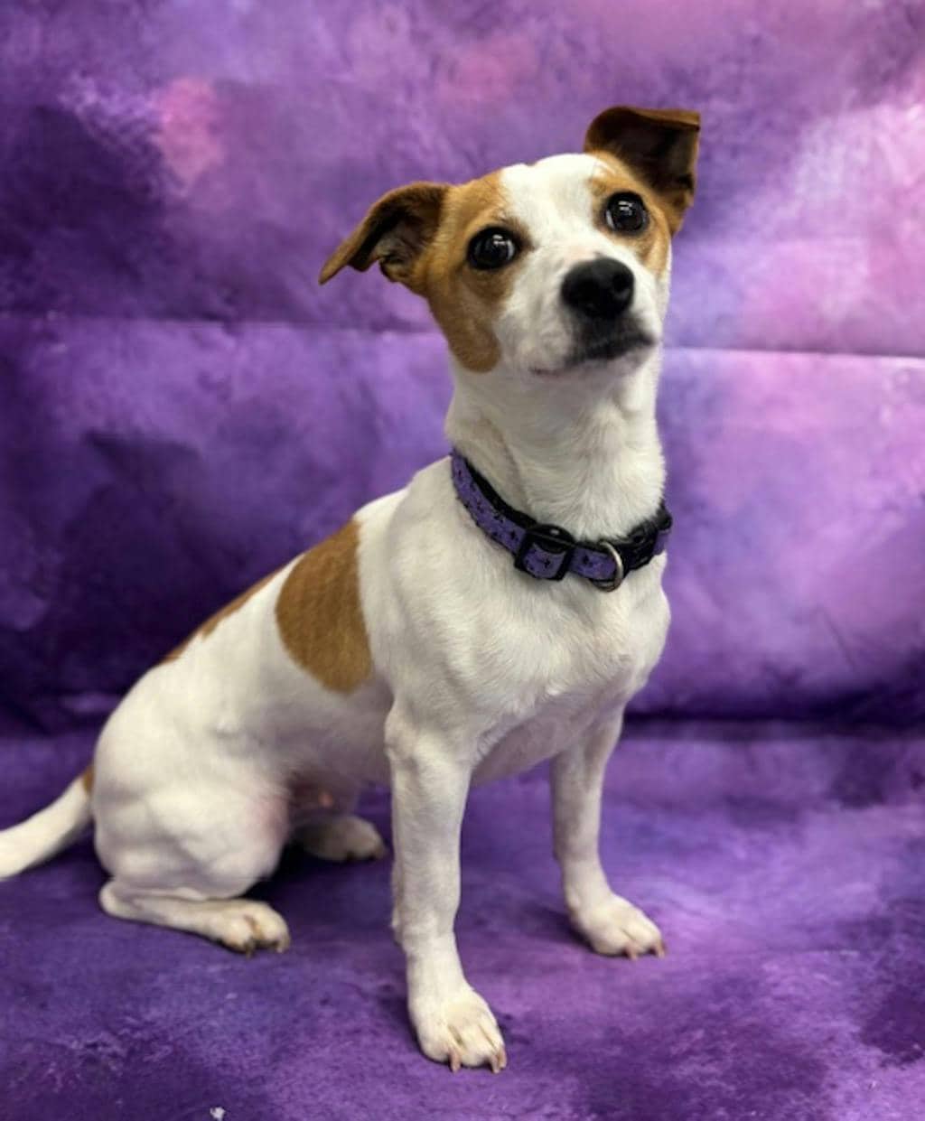 Tilly - Jack Russell Terrier available for adoption at Ontario SPCA & Humane Society in Napanee