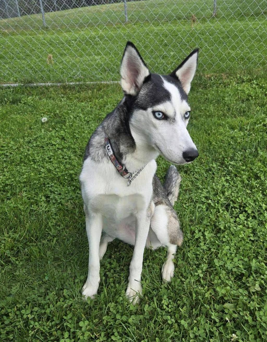 Sif (nova) - Husky Mixed available for adoption at Ontario SPCA (Central Ontario) in Orangeville