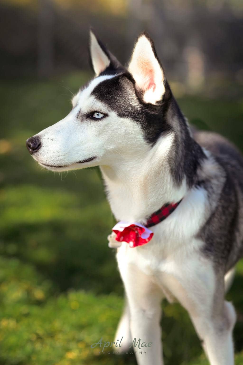 Sif (nova) - Husky Mixed available for adoption