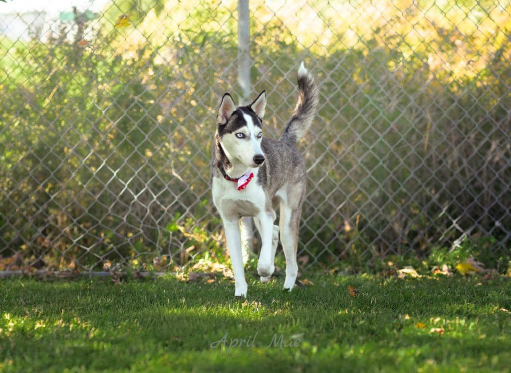 Sif (nova) - Husky Mixed available for adoption