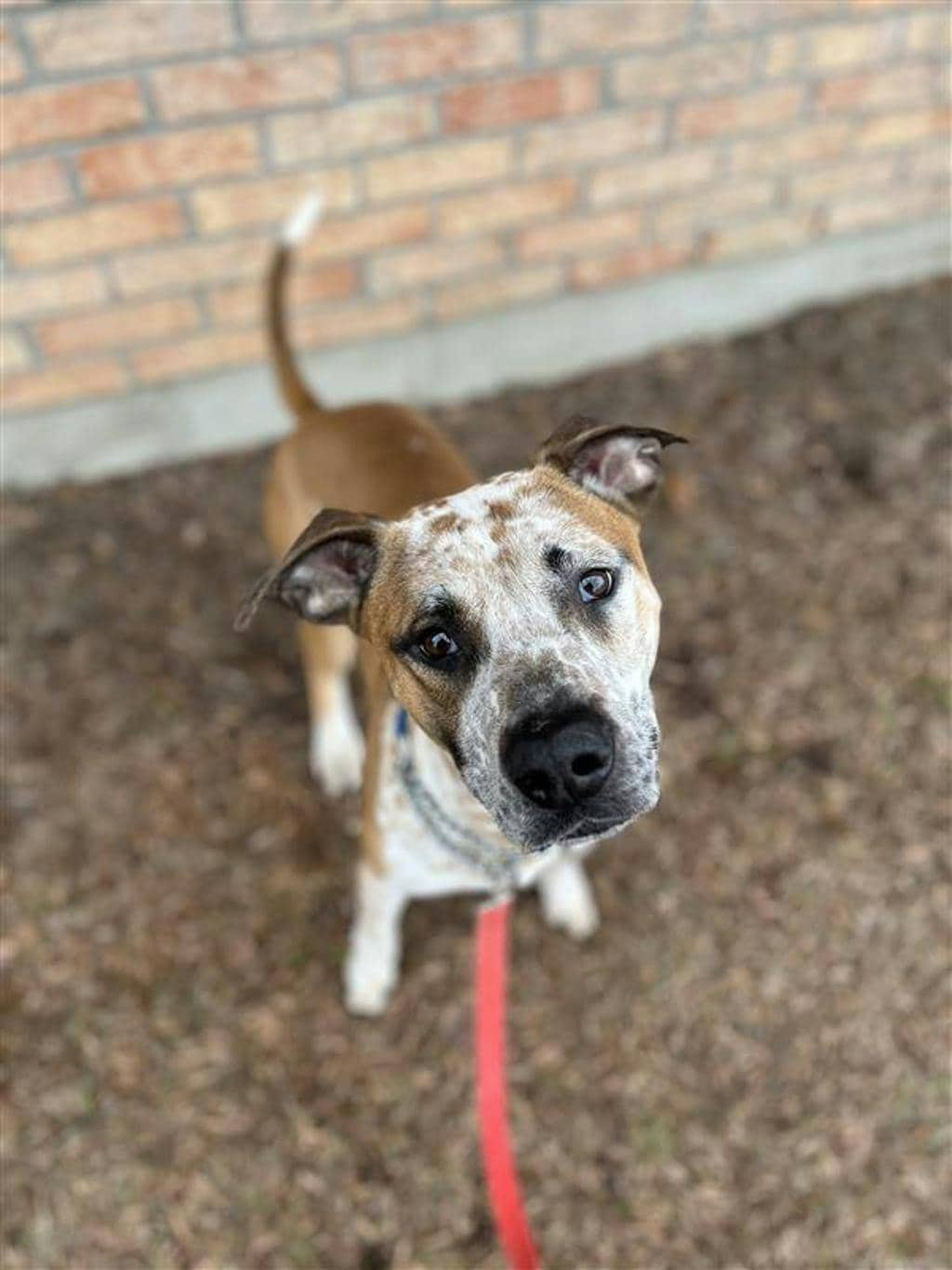 Pogo - Australian Cattledog available for adoption at Ontario SPCA (Central Ontario) in Barrie