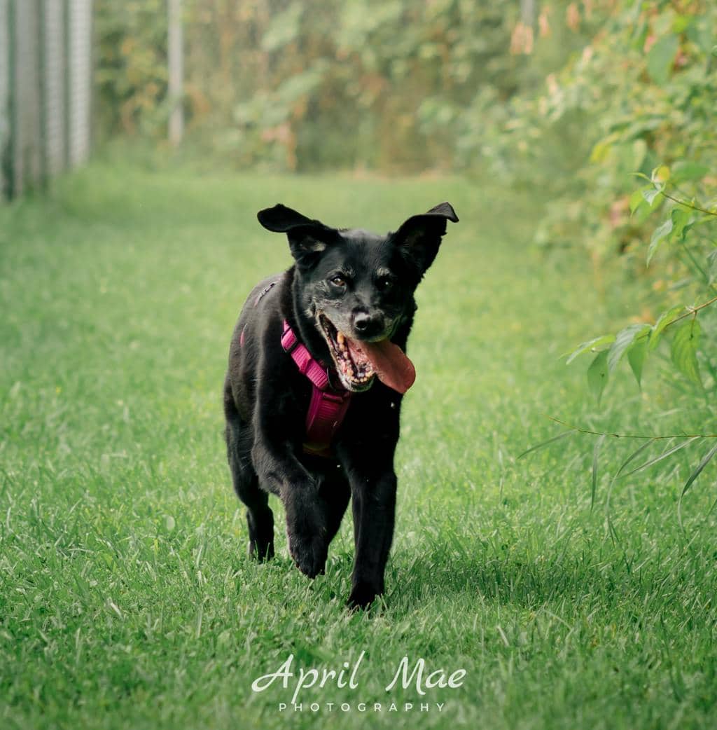 Faith - Labrador available for adoption
