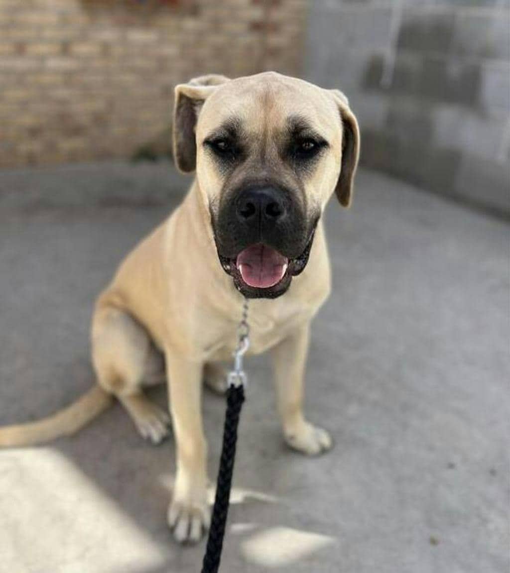 Gillby - Mastiff available for adoption